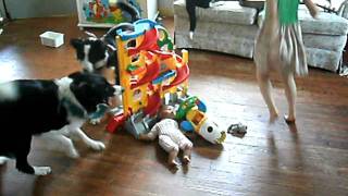 border collies herding kids [upl. by Aniwde113]