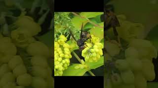 Frelon asiatique sur Mahonia [upl. by Zetnas]