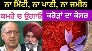 ਕਮਰੇ ਚ ਕਰੋੜਾਂ ਦਾ ਕੇਸਰ Saffron ਕਿਵੇਂ ਉਗਾਈਏ  Dr Randhawa Cell 9167642214 USA  Punjab Mail USA TV [upl. by Deborah656]