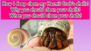 How To Clean Hermit Crab Shells [upl. by Reiche339]