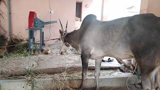 Hallikar stud bull Bheema Dhodyeri bidadi magadi taluk Ramanagara [upl. by Dyraj]