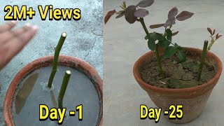 Easiest way to grow rose from cutting in hindi with update [upl. by Adia]