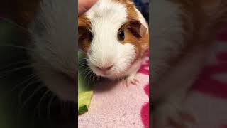 Guinea Pig Noises  what they mean Shorts guineapig guineapigs [upl. by Lynna]