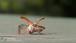 Wildlife with Panasonic GH6 test Cockchafer beetle take off filmed in slow motion at 300FPS [upl. by Kolk]