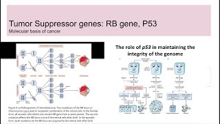 Tumor suppressor genes RB gene and p53 [upl. by Aekim]