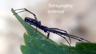 TETRAGNATHA EXTENSA macro [upl. by Loralie241]