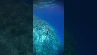 BUCEO LIBRE EN UN ARRECIEFE EN MEDIO DEL MAR maldives 🐬💥 [upl. by Hanni]