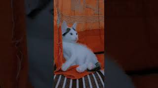 Mini cat short video❤️❤️ [upl. by Cerelia95]