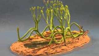 Arbuscular Mycorrhizal Fungi [upl. by Aissilem697]