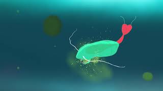 The Microbial Loop [upl. by Siraj]