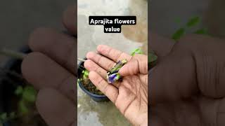 Aprajita flowers ka value aprajita gardening plants garden [upl. by Eerazed2]