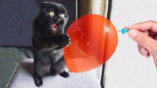 Funny animals  Funny cats and dogs  Funny animal videos 2023🤣 [upl. by Lancaster]