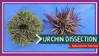 Sea Urchin Dissection  Aristotles Lantern EDU [upl. by Nilorac]