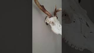 European Deer Skull Antler Mount [upl. by Anzovin341]