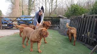 The best Dogue de Bordeaux Brush Mastiff Grooming deshedding tool 🐾 [upl. by Edelstein]