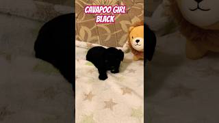 Cavapoo puppy girl black 🐩🐶🇪🇺😊 puppy cavapooworld cavapoo pets cavapoochon [upl. by Joh]