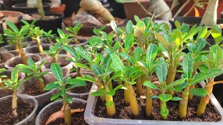 How and when to fertilize adenium seedlings after repotting [upl. by Draw59]