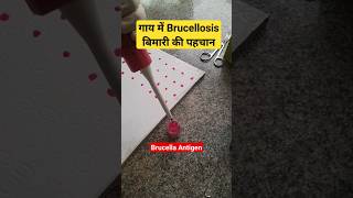 RBPT test  Diagnosis of Brucellosis in Cattle shorts youtubeshorts viralvideo trending cow [upl. by Jack]