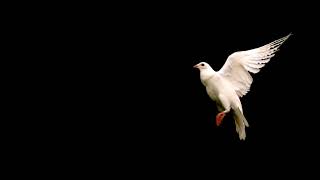 Beautiful white dove flying [upl. by Chrysa]