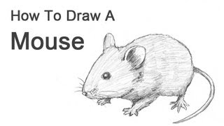 How to Draw a Mouse [upl. by Llerol]