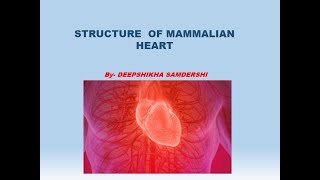 Structure of mammalian heart by Deepshikha Samdershi [upl. by Festatus]