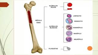 HematopoyesisplaquetasHISTOLOGÍA [upl. by Sanez]