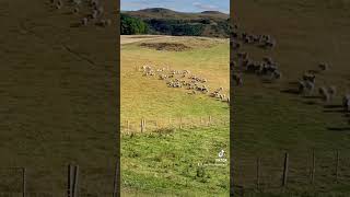 Unbelievable sheepdog herding sheep [upl. by Renner388]