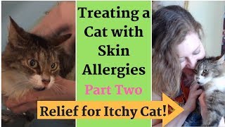 Relief for Itchy Cat Treating Skin Allergies  Home Remedies [upl. by Nawad]