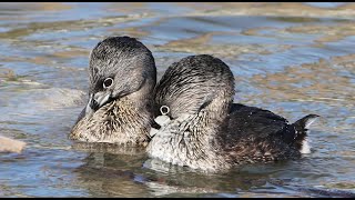 Piedbilled Grebes  nesting time [upl. by Anadal763]