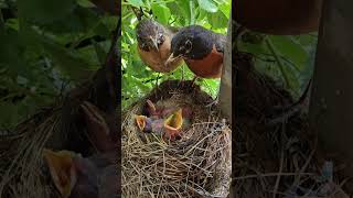 American Robin Eating Babies Poop 💕 Parental Teamwork [upl. by Marjy]