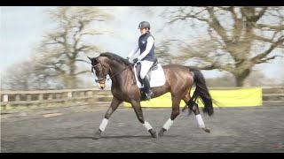 Dressage to music  prelim level [upl. by Asiram]