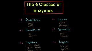 The 6 Classes of Enzymes w Mechanisms oxidoreductase transferase hydrolase lyase isomerase ligase [upl. by Jordain]