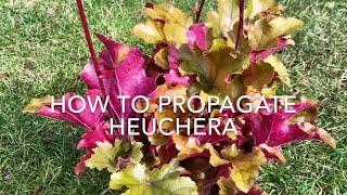 How to Propagate Heuchera How to Take Cuttings of Heuchera [upl. by Bolger]