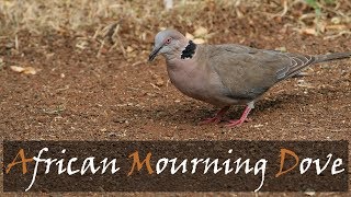 African Mourning Dove Bird Call  Collared Mourning Dove Bird Call  Kruger  Stories Of The Kruger [upl. by Oretna]