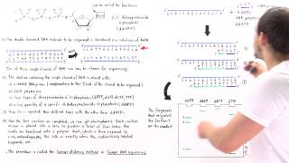 Sanger Sequencing of DNA Part II [upl. by Stanhope631]