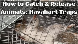 How to Catch amp Release Animals with Havahart Traps [upl. by Lalat]