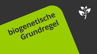 Die biogenetische Grundregel  eine Darstellung  Biologie  Evolution [upl. by Adiahs566]