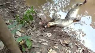 Electric Eel Kills The Alligator  Must See The Alligator Dies [upl. by Sloane]