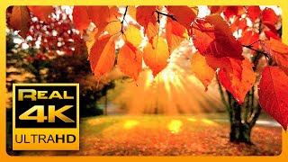 4K Autumn Forest amp Relaxing Piano Music  Beautiful Fall Leaf Colors in 4K UHD  2 Hours [upl. by Stiruc]