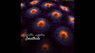 Gorilla Nipples Zoanthids  Zoas🪸 zoanthids trending shorts youtubeshorts ytshorts zoas coral [upl. by Nibuz93]