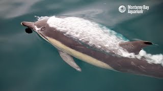 Superpod Of Common Dolphins In Monterey Bay [upl. by Presber240]