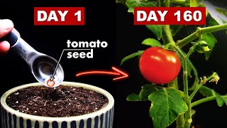 Growing TOMATOES 🍅 From Seed  160 Days Time Lapse [upl. by Kalam]