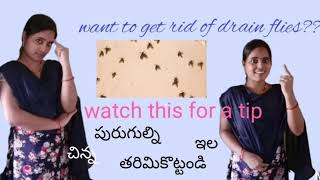 How to get rid of drain flies watch this video for solution [upl. by Iroj]