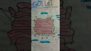 Golgi diagram [upl. by Ben]