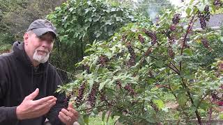 5 SURprising Things About Pokeweed [upl. by Llirret]