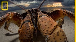 La mejor FOTOGRAFÍA de un CANGREJO de los COCOTEROS  National Geographic en Español [upl. by Nomma117]