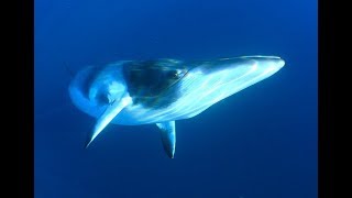 Facts The Minke Whale [upl. by Ruddie]