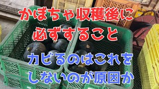 かぼちゃの糖度と保存性を上げる方法と長持ちする方法 [upl. by Haeli755]