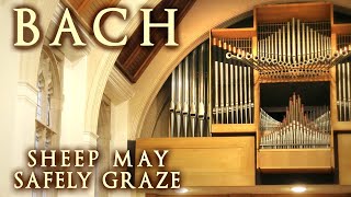 BACH  SHEEP MAY SAFELY GRAZE  ORGAN SOLO  JONATHAN SCOTT [upl. by Sweatt]