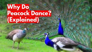 Why Do Peacock Dance Explained [upl. by Oht419]